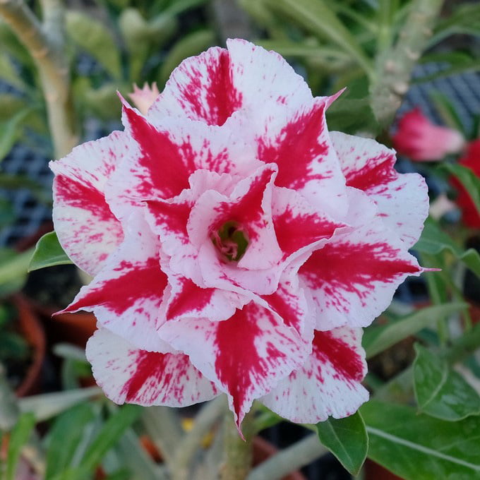 Pink White Adenium Obesum Flower seeds for Planting - Vibrant Colors, Heirloom & GMO Free Seeds for Home Garden
 
 Sale seeds for home garden