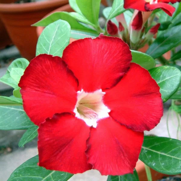 Red Adenium Obesum Flower seeds for Planting Compact Growth Heirloom & GMO Free Seeds for Home Garden