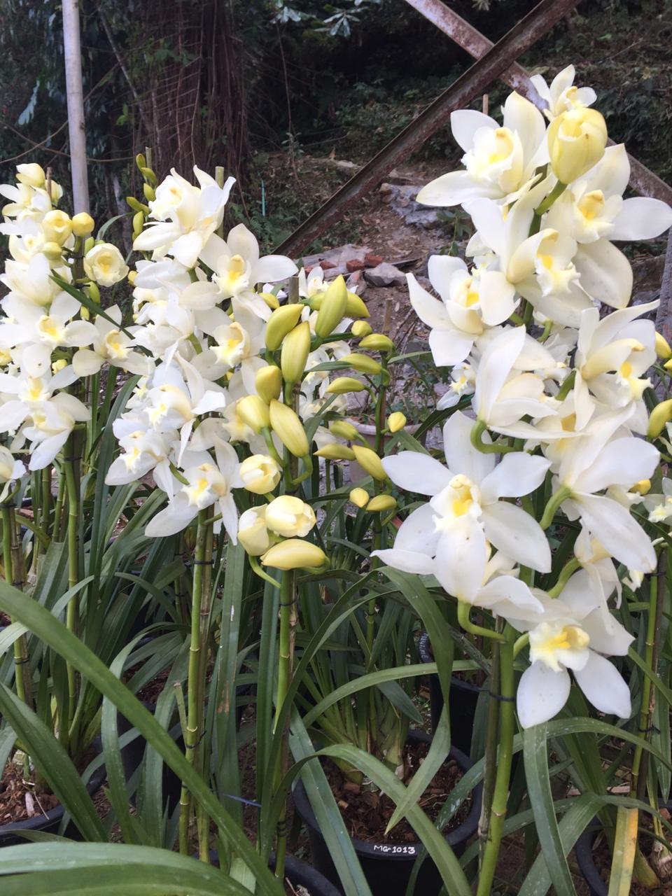 White Cymbidium Orchid Flower seeds for Planting Premium Quality Heirloom & GMO Free Seeds for Home Garden 
 
 Sale