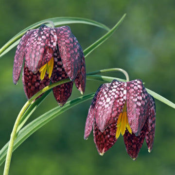 Pink Fritillaria Flower seeds for Planting - Shade Tolerant, Heirloom & GMO Free Seeds for Home Garden
