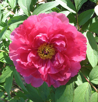 Mixed Paeonia Suffruticosa Flower seeds for Planting Cottage Garden Essential Heirloom & GMO Free Seeds for Home Garden 
 
 Sale