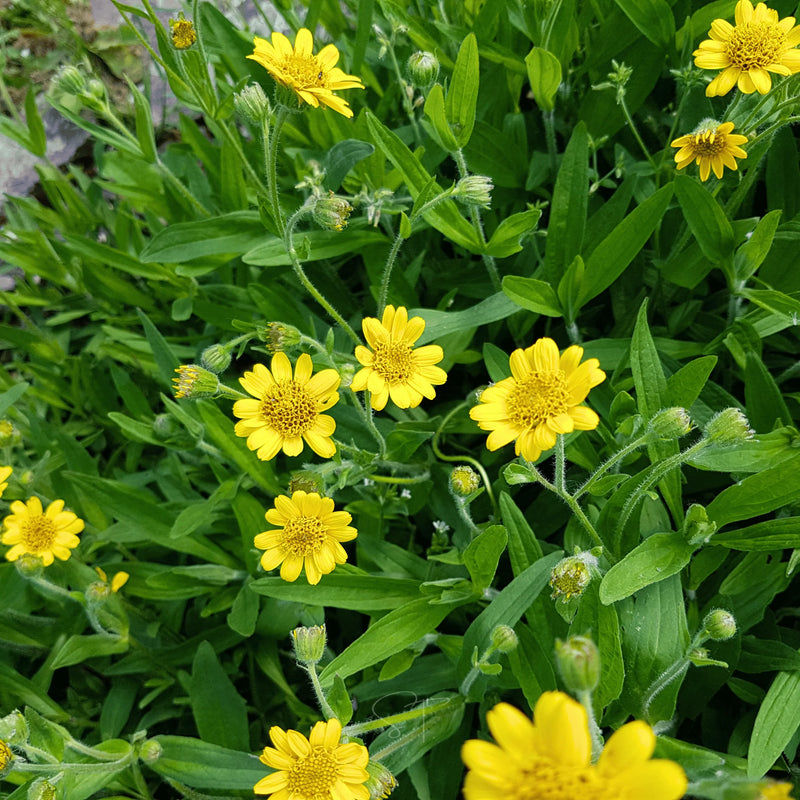 Yellow Meadow Arnica Flower Seeds for Planting - Brighten Your Garden with Vibrant Blooms