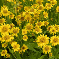 Yellow Meadow Arnica Flower Seeds for Planting - Brighten Your Garden with Vibrant Blooms