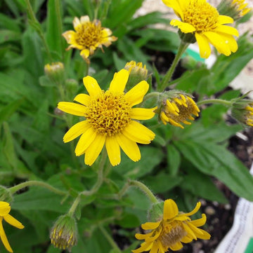Yellow Meadow Arnica Flower seeds for Planting - Drought Tolerant, Heirloom & GMO Free Seeds for Home Garden