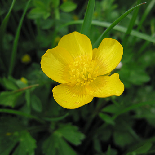 Meadow Buttercup Flower seeds for Planting Shade Tolerant Heirloom & GMO Free Seeds for Home Garden