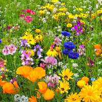 Micrantha Flower seeds for Planting - Colorful Display, Heirloom & GMO Free Seeds for Home Garden