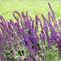 Meadow Sage seeds Salvia nemorosa purple flower spikes