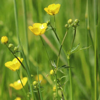 Meadow Buttercup Flower seeds for Planting Long Bloom Season Heirloom & GMO Free Seeds for Home Garden