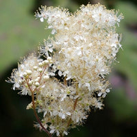 Packet of Meadowsweet seeds for planting