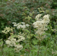 Green Filipendula Flower seeds for Planting - Fragrant Blossoms, Heirloom & GMO Free Seeds for Home Garden