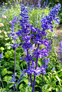 Sage Flower seeds for Planting Easy to Grow Heirloom & GMO Free Seeds for Home Garden