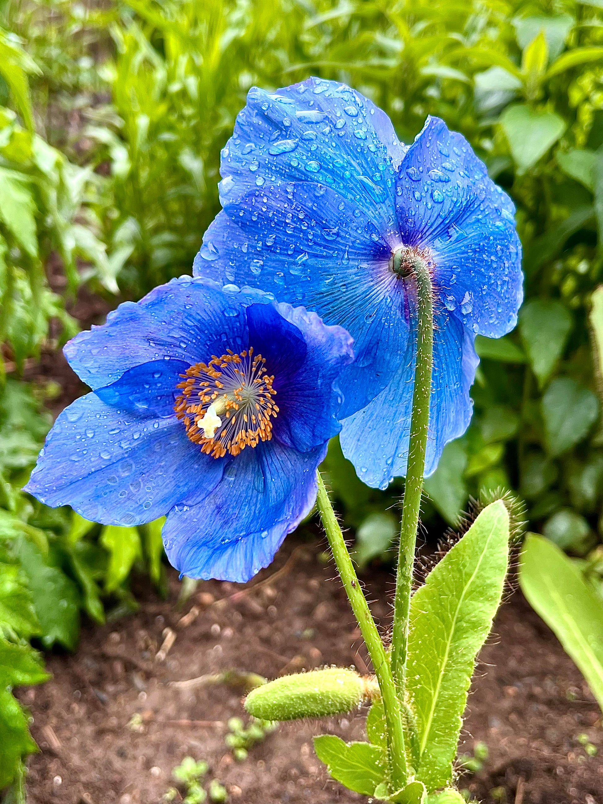 Blue Flower seeds for Planting - Sun Loving, Heirloom & GMO Free Seeds for Home Garden