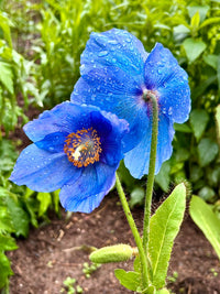 Blue Flower seeds for Planting - Sun Loving, Heirloom & GMO Free Seeds for Home Garden