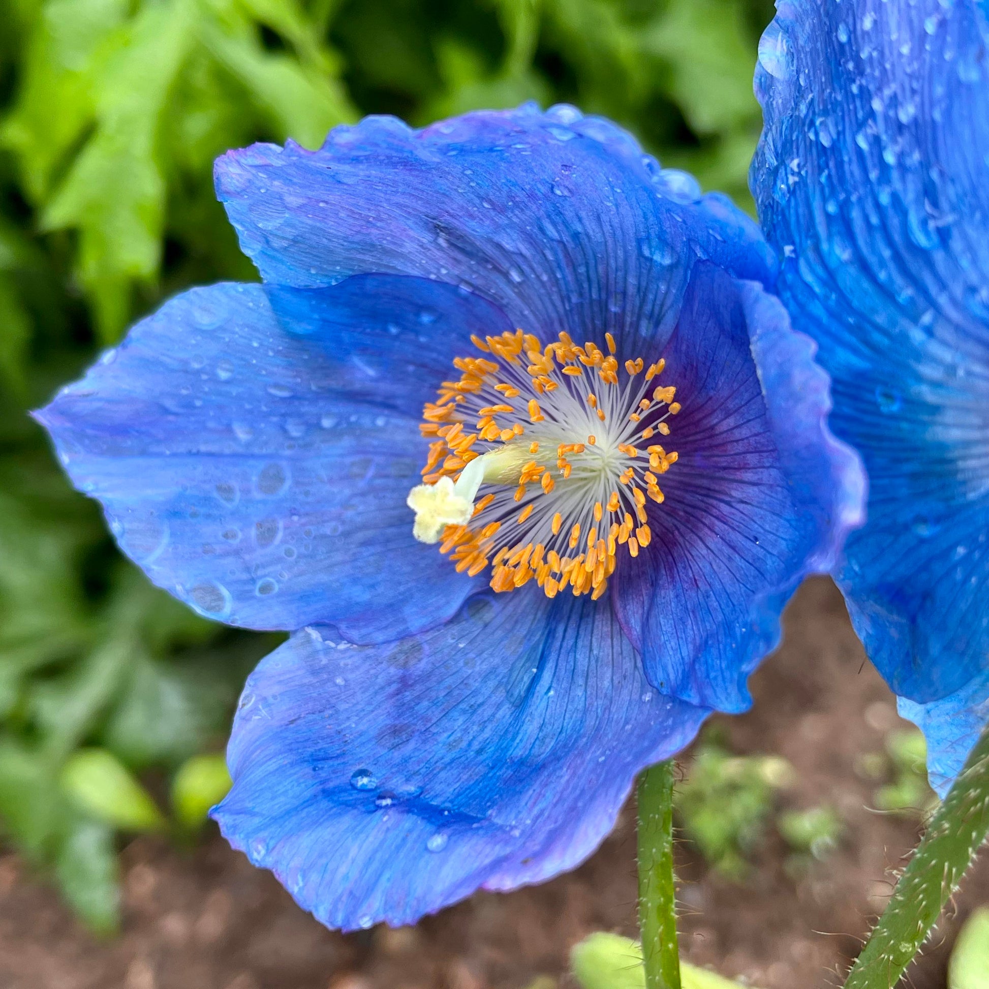 Meconopsis Flower seeds for Planting - Vibrant Colors, Heirloom & GMO Free Seeds for Home Garden