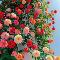 Semillas De Rosas Flower seeds for Planting Wildflower Mix Heirloom & GMO Free Seeds for Home Garden