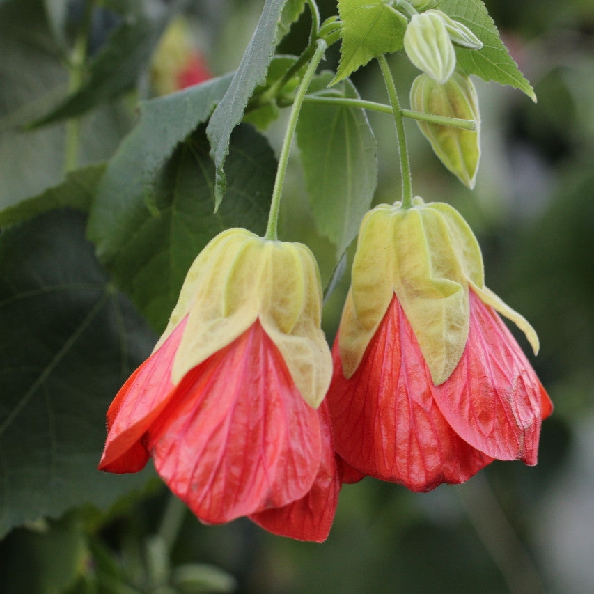 Tangerine Orange Abutilon Flower seeds for Planting - Vibrant Colors, Heirloom & GMO Free Seeds for Home Garden