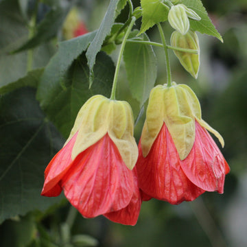 Tangerine Orange Abutilon Flower seeds for Planting - Vibrant Colors, Heirloom & GMO Free Seeds for Home Garden