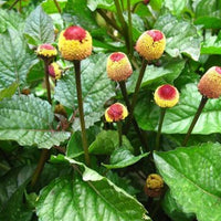 Acmella Flower seeds for Planting - Cut Flower Favorite, Heirloom & GMO Free Seeds for Home Garden