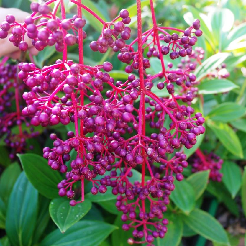 Pink Myriantha Flower seeds for Planting - Shade Tolerant, Heirloom & GMO Free Seeds for Home Garden