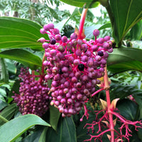 Pink Myriantha Flower seeds for Planting - Shade Tolerant, Heirloom & GMO Free Seeds for Home Garden