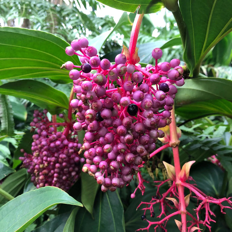 Pink Myriantha Flower seeds for Planting - Shade Tolerant, Heirloom & GMO Free Seeds for Home Garden