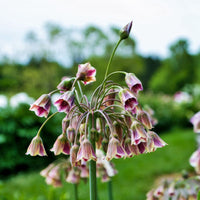 Nectaroscordum Flower seeds for Planting - Fragrant Blossoms, Heirloom & GMO Free Seeds for Home Garden