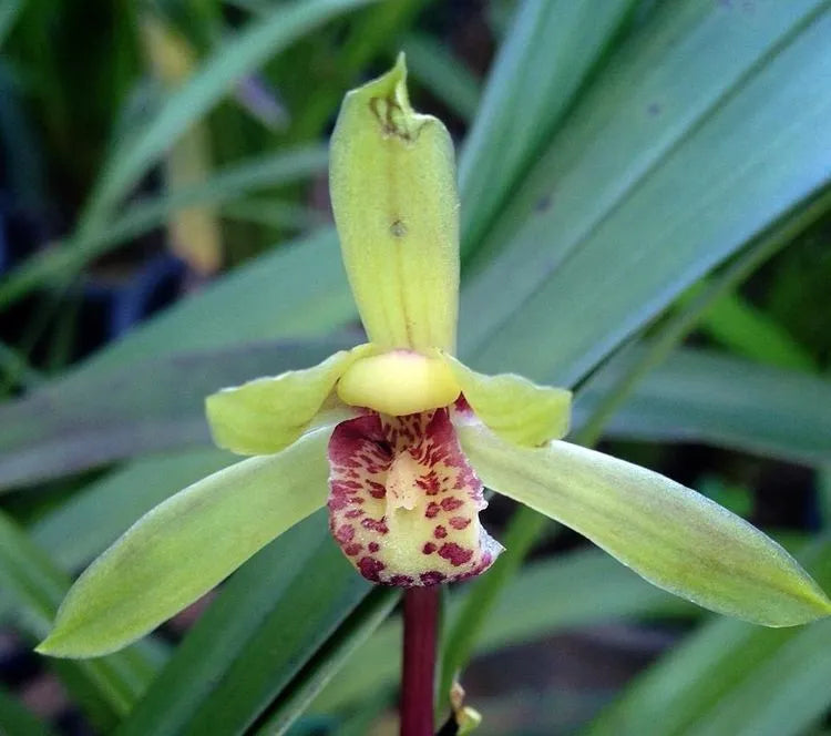 Cymbidium Faberi Flower seeds for Planting Easy to Grow Heirloom & GMO Free Seeds for Home Garden 
 
 Sale