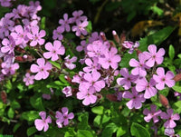 Pink Saponaria Ocymoides Flower seeds for Planting - Cottage Garden Essential, Heirloom & GMO Free Seeds for Home Garden