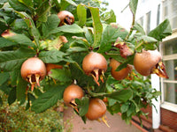 Ripe medlar fruit close-up showing natural texture