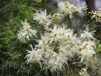 Melaleuca Flower seeds for Planting - Wildflower Mix, Heirloom & GMO Free Seeds for Home Garden