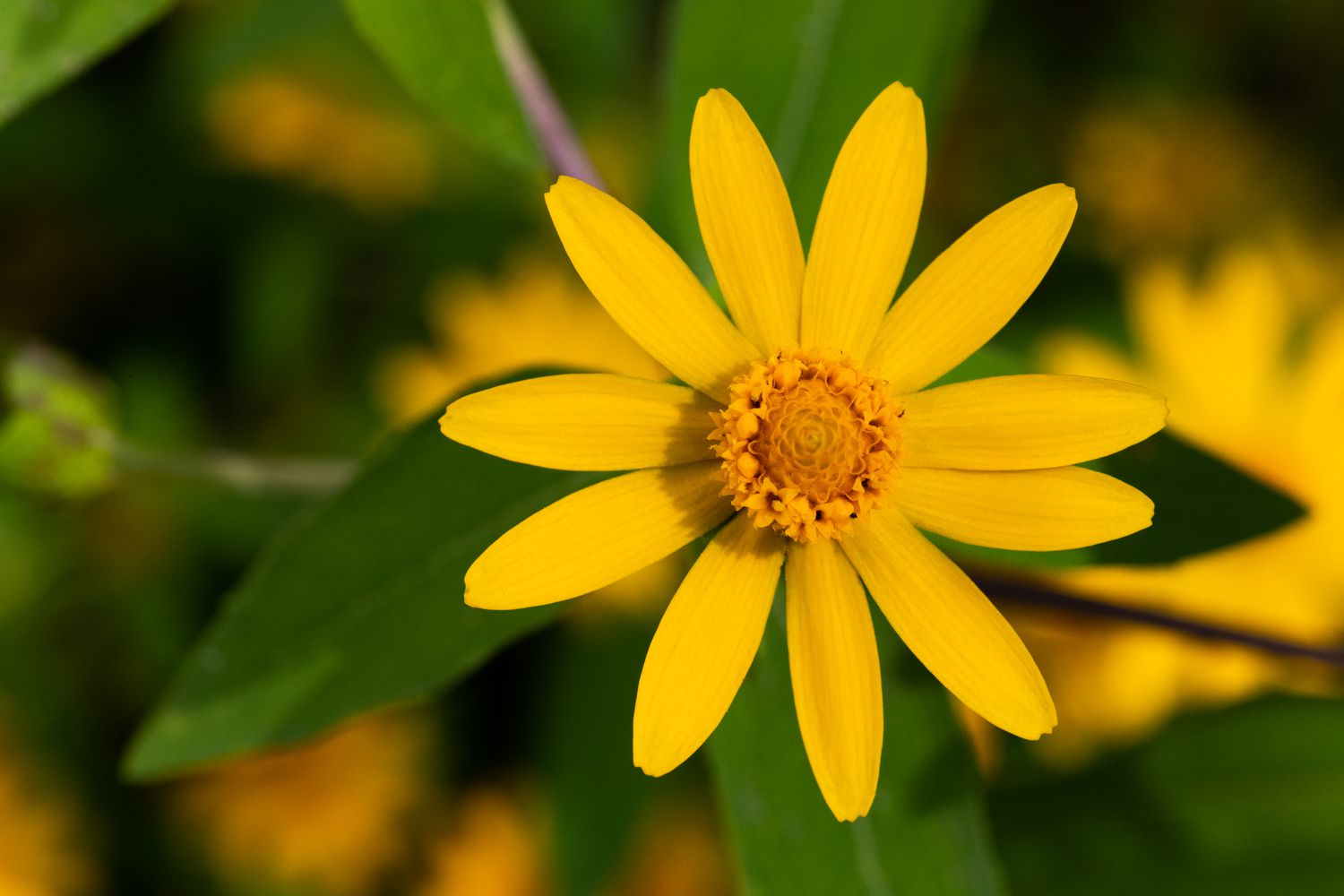 Melampodium Paludosum Flower seeds for Planting Long Bloom Season Heirloom & GMO Free Seeds for Home Garden