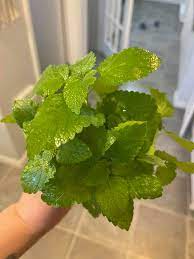 Melissa officinalis herb growing in a garden pot