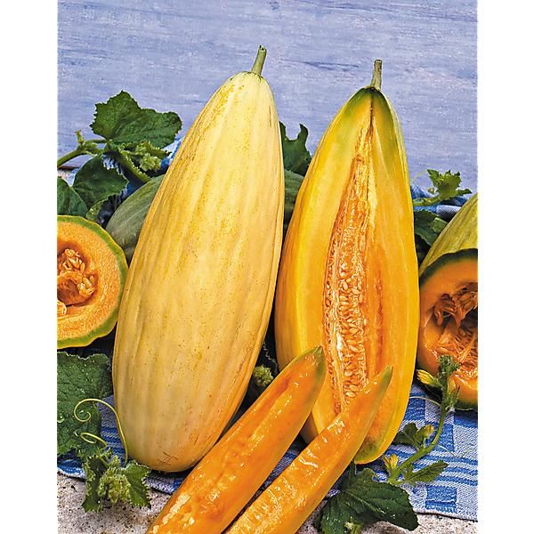 Gold Banana Melon Seeds for Planting  Premium Fruit Seeds