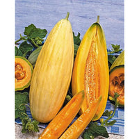 Gold Banana Melon Seeds for Planting  Premium Fruit Seeds