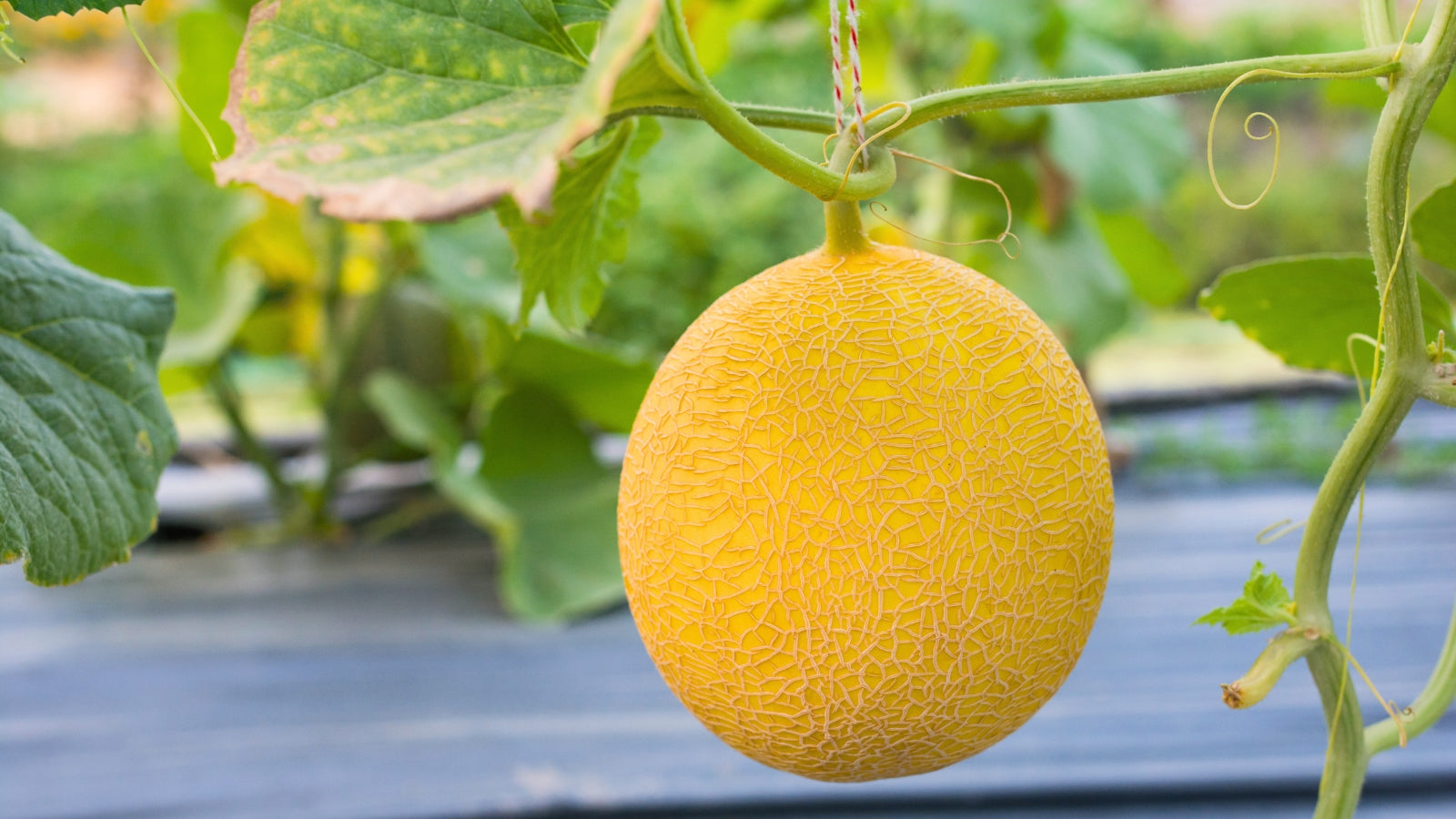 Yellow Cantaloupe Fruit Seeds Planting Sweet