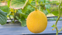 Yellow Cantaloupe Fruit Seeds Planting Sweet