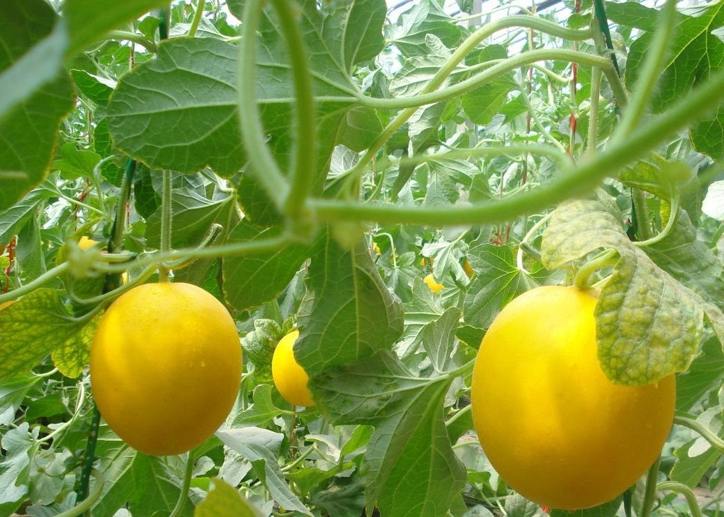 Green Honeydew Melon Seeds for Planting