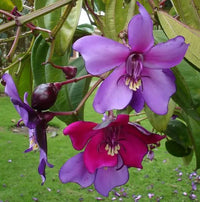 Meriania Nobilis Flower seeds for Planting Garden Favorite Heirloom & GMO Free Seeds for Home Garden 
 
 Sale
