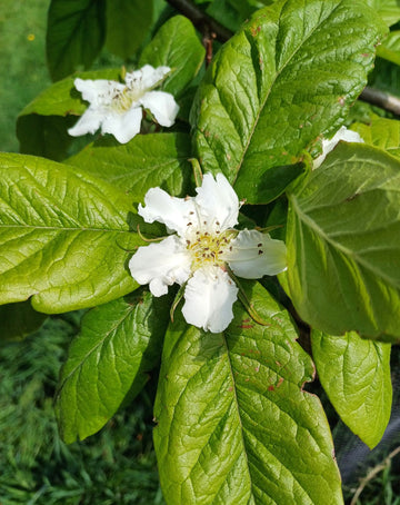 Brown Mespilus Germanica Flower seeds for Planting - Compact Growth, Heirloom & GMO Free Seeds for Home Garden