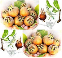 Mespilus Germanica seeds for planting medlar trees