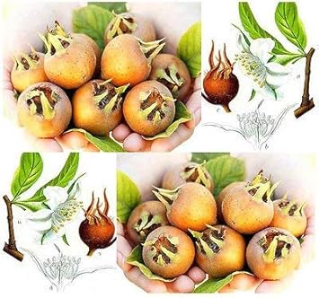 Mespilus Germanica seeds for planting medlar trees