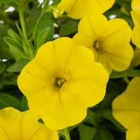 Yellow Petunia Seeds for Planting - Brighten Your Garden with Cheerful Blooms!