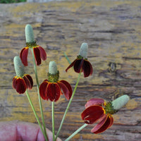 Mexican Hat WildFlower seeds for Planting - Premium Quality, Heirloom & GMO Free Seeds for Home Garden