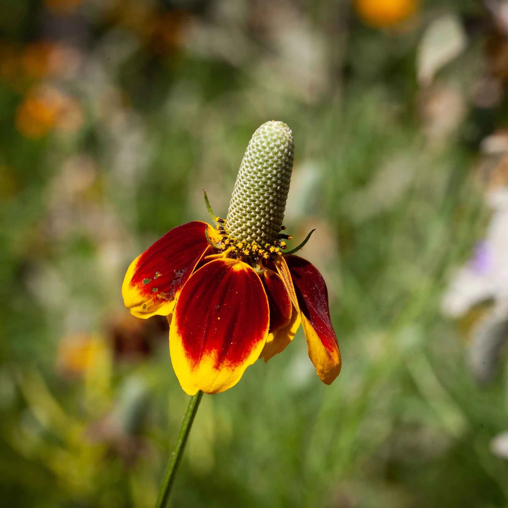 Heirloom Mexican Flower seeds for Planting Cut Flower Favorite Heirloom & GMO Free Seeds for Home Garden