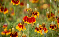 Prairie Flower seeds for Planting Low Maintenance Heirloom & GMO Free Seeds for Home Garden