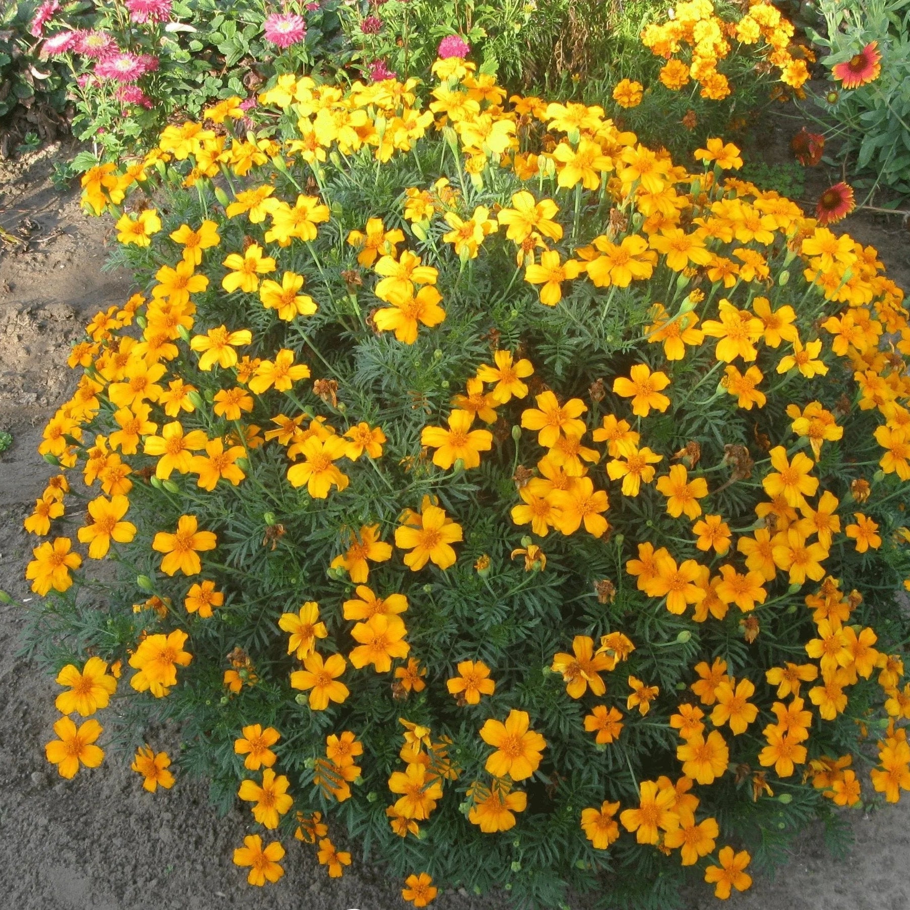 Yellow Mexican Tarragon Flower seeds for Planting - Low Maintenance, Heirloom & GMO Free Seeds for Home Garden