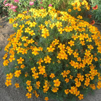 Yellow Mexican Tarragon Flower seeds for Planting - Low Maintenance, Heirloom & GMO Free Seeds for Home Garden