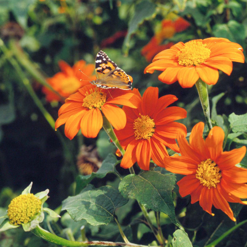 Mexican Flower seeds for Planting - Fragrant Blossoms, Heirloom & GMO Free Seeds for Home Garden