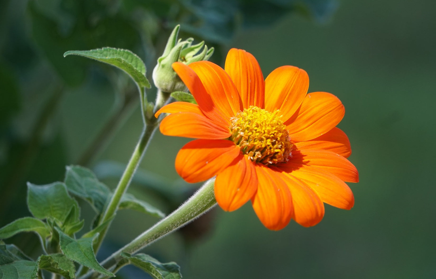 Orange Mexican Sunflower Planting Seeds - Bold Blooms