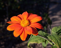 Red Tithonia Rotundifolia Flower seeds for Planting - Premium Quality, Heirloom & GMO Free Seeds for Home Garden
